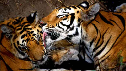 tiger exclusive trips