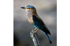 Keoladeo Ghana National Park