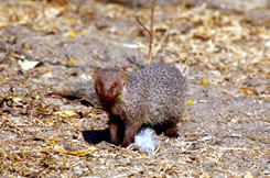 small Indian Mangoose