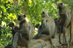 common langur