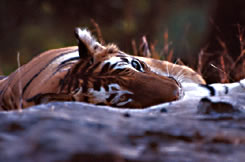 Tiger (panthera tigers)
