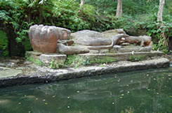 sal trees and mixed forest bandhwav garh national park