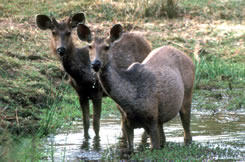 Swamp Deer