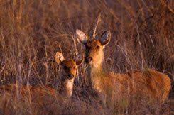 Chital