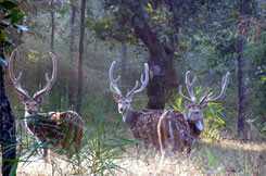 Bamboo forests and grasslands Tiger land kanha national park