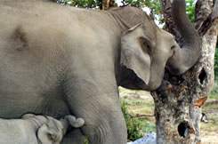 jim corbett elephants