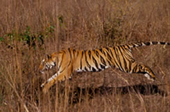 ranthambore national park rajasthan