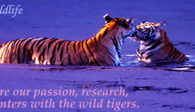 encounters with the wild tigers