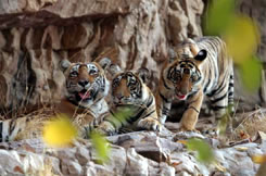 Ranthambore National Park Tigers