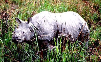 educational expedition rihno